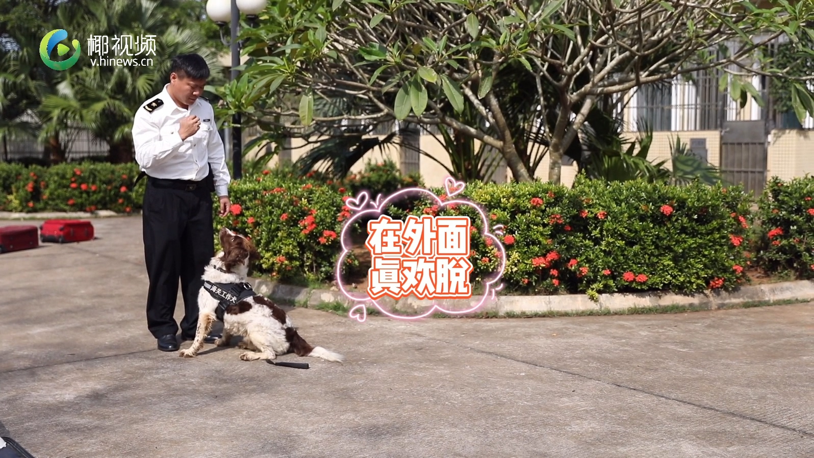 椰视频 | 备战“双11”邮检 海口海关监管犬训练忙（海关监管所）