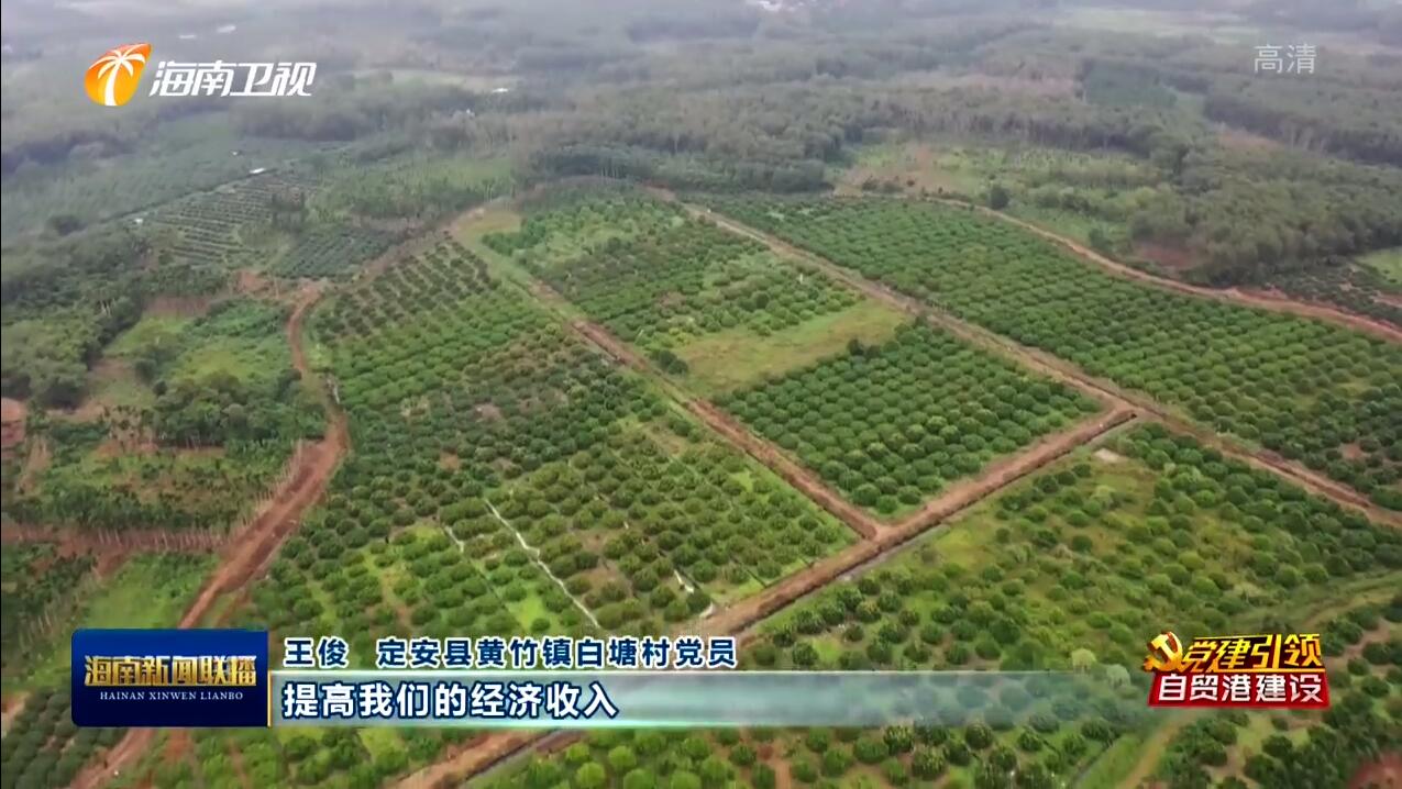 定安：党建引领促发展 乡村振兴底气足（党建引领乡村振兴激发动能）