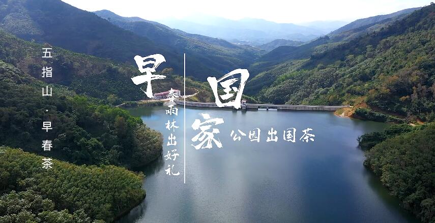 视频 | 海南五指山：品早春之茶 享韵味悠然（五指山名茶）
