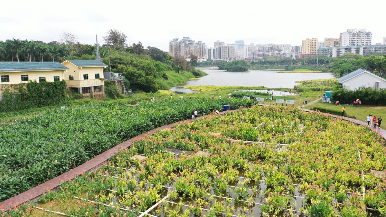 瞰海南 | 春分时节 市民踏青赏花乐享美好春光（海南赏花时间表）