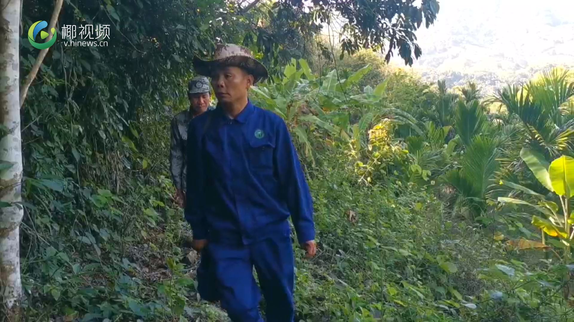 “在最美自贸港 寻找最美护林员”之十九 | 五指山毛阳镇护林员王海明：  一边护林一边种树，带领乡亲脱贫致富