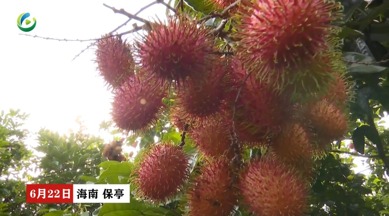椰视频 | 红火！保亭红毛丹熟了 邀您来采摘（保亭红毛丹采摘季）