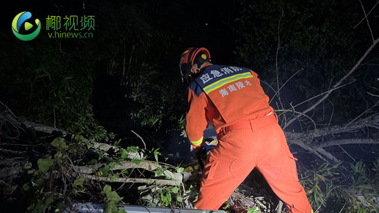 椰视频 | 台风吹倒树木横压民房 陵水消防锯树排险