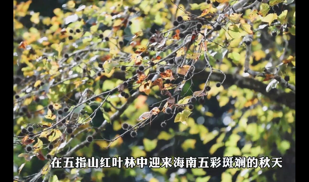 五指山正是橙黄橘绿时 静待枫红满山岭