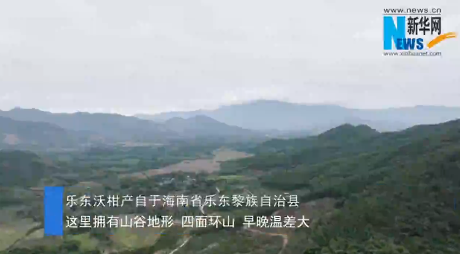乡村振兴海南在行动｜“乐东沃柑”甘甜“香飘千里”（乐东沃柑基地）