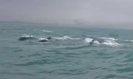 视频丨100余头中华白海豚畅游三亚崖州湾（海南三亚中华白海豚）