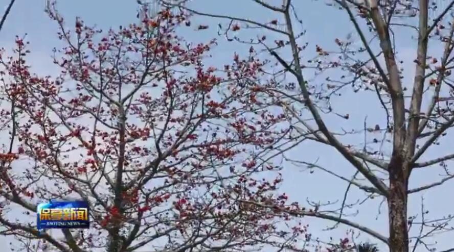保亭：木棉花开正当时 游人“打卡”赏花享春色（木棉花酒店预订）