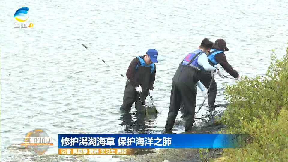 三亚：修护潟湖海草 保护海洋之肺（三亚湖泊）