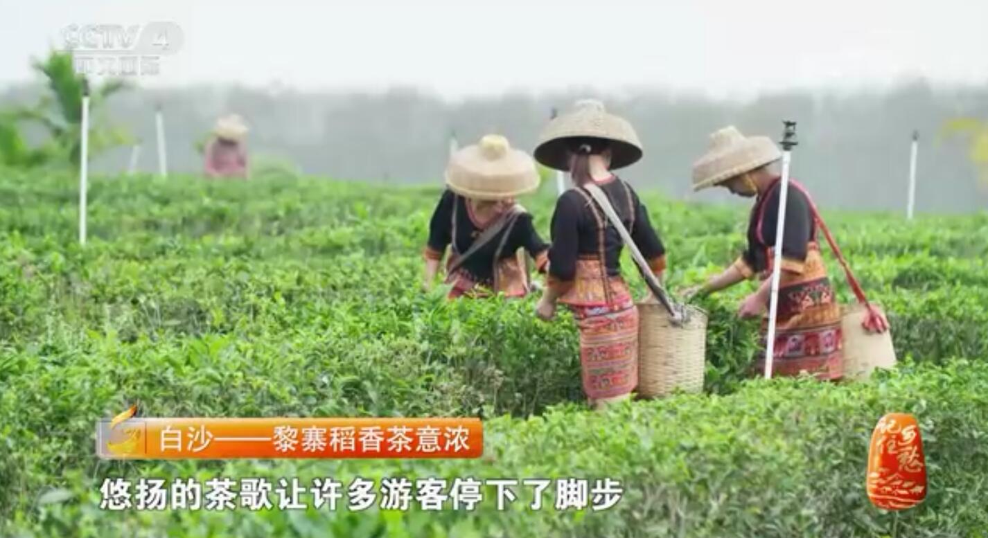 黎寨稻香茶意浓 ！央视《记住乡愁》 节目报道白沙完整版视频来了