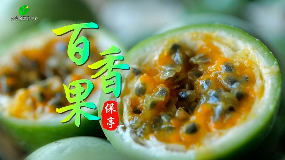 百香果采摘季 到保亭赴一场香甜之约（保山百香果基地）