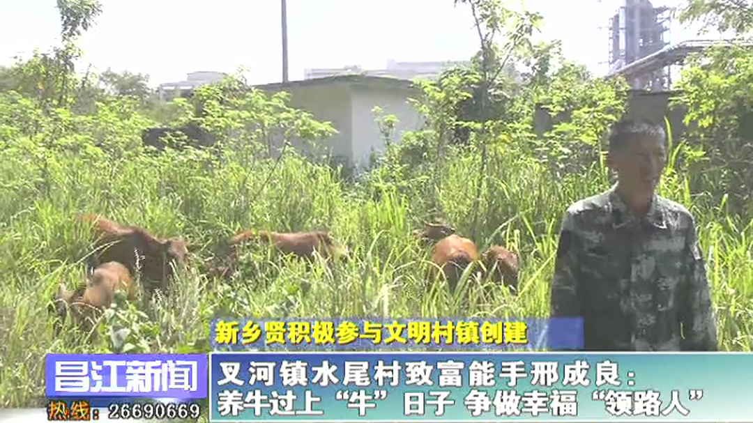 昌江叉河镇水尾村致富能手邢成良：养牛过上“牛”日子 争做幸福“领路人”