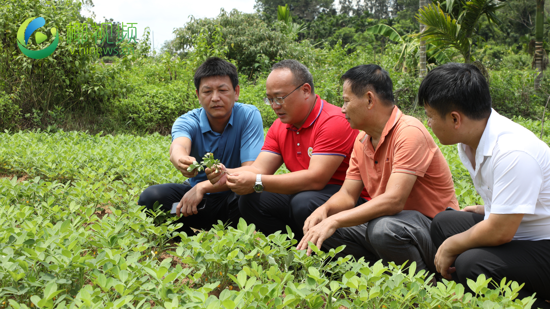 定安雷鸣镇提升农户种植技术打造一镇一品花生产业
