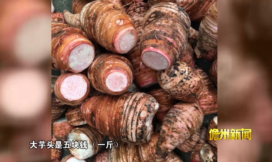 儋州中和镇：大力发展香芋产业 助力实现村美民富（儋州中和香糕图片）