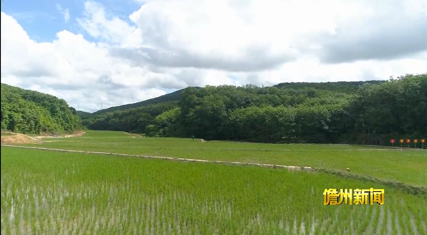 儋州：破解撂荒土地难题 引入大米产业带富乡亲（儋州村庄）