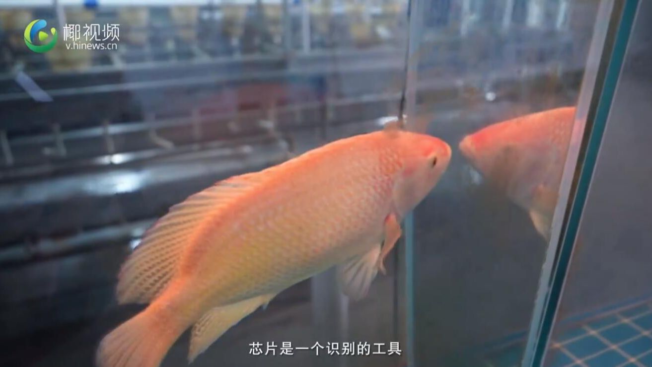 给一条鱼植入芯片有什么效果？临高这个基地让罗非鱼实现大数据育种