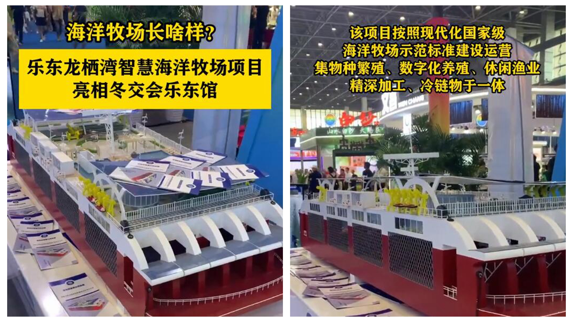视频 | 海洋牧场长啥样？乐东龙栖湾智慧海洋牧场项目亮相冬交会乐东馆