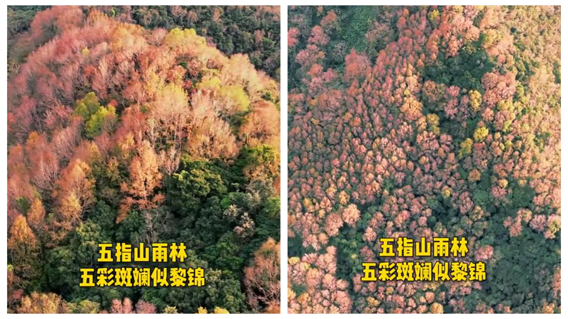 五指山雨林：五彩斑斓似黎锦（五指山雨林景区）
