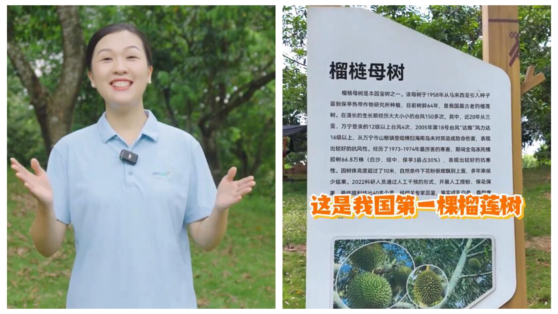 视频 | 这个六月，让我们在保亭“榴莲”忘返（保亭榴莲种植最新进展）