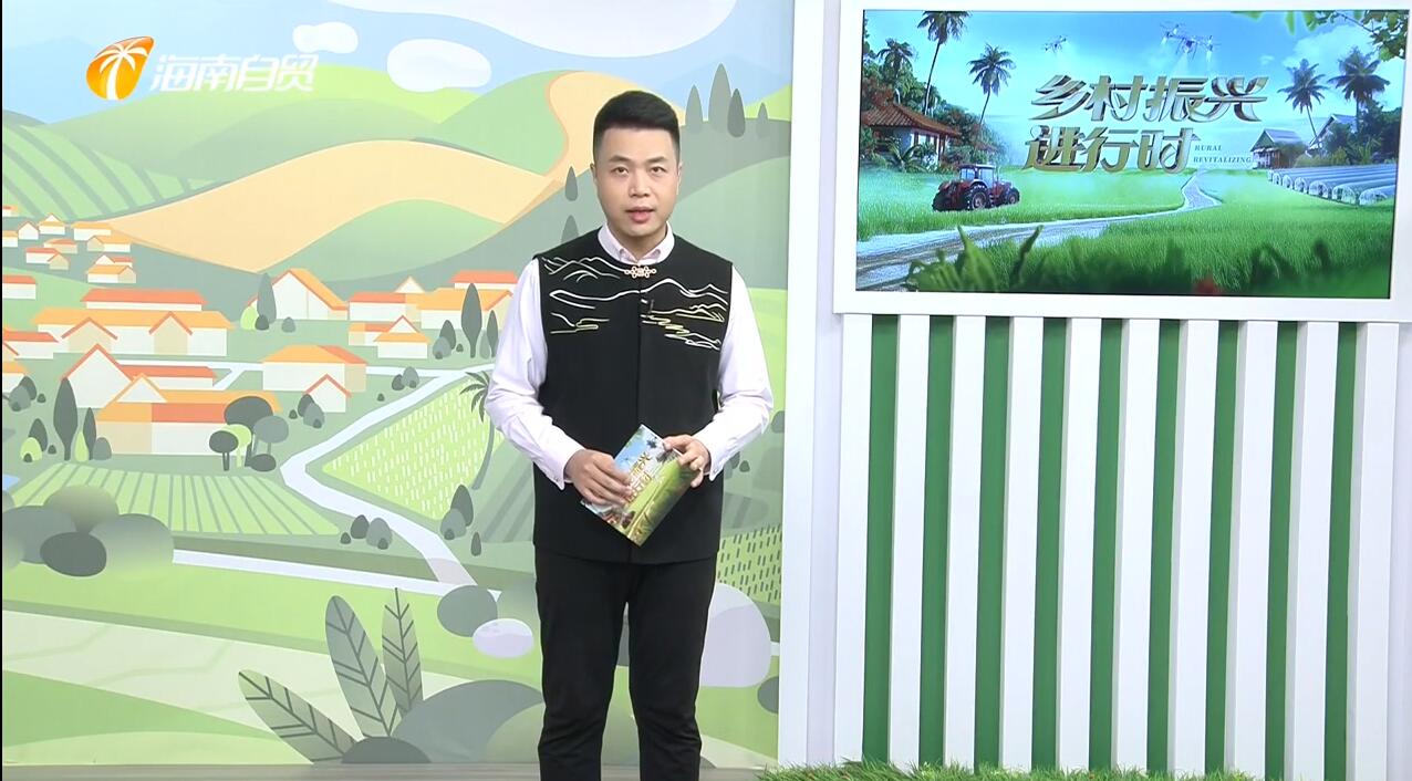 乐东大安镇西黎村：大力发展“蚂蚁鸡”产业 促进和美乡村建设（海南省乐东县大安镇西黎村）