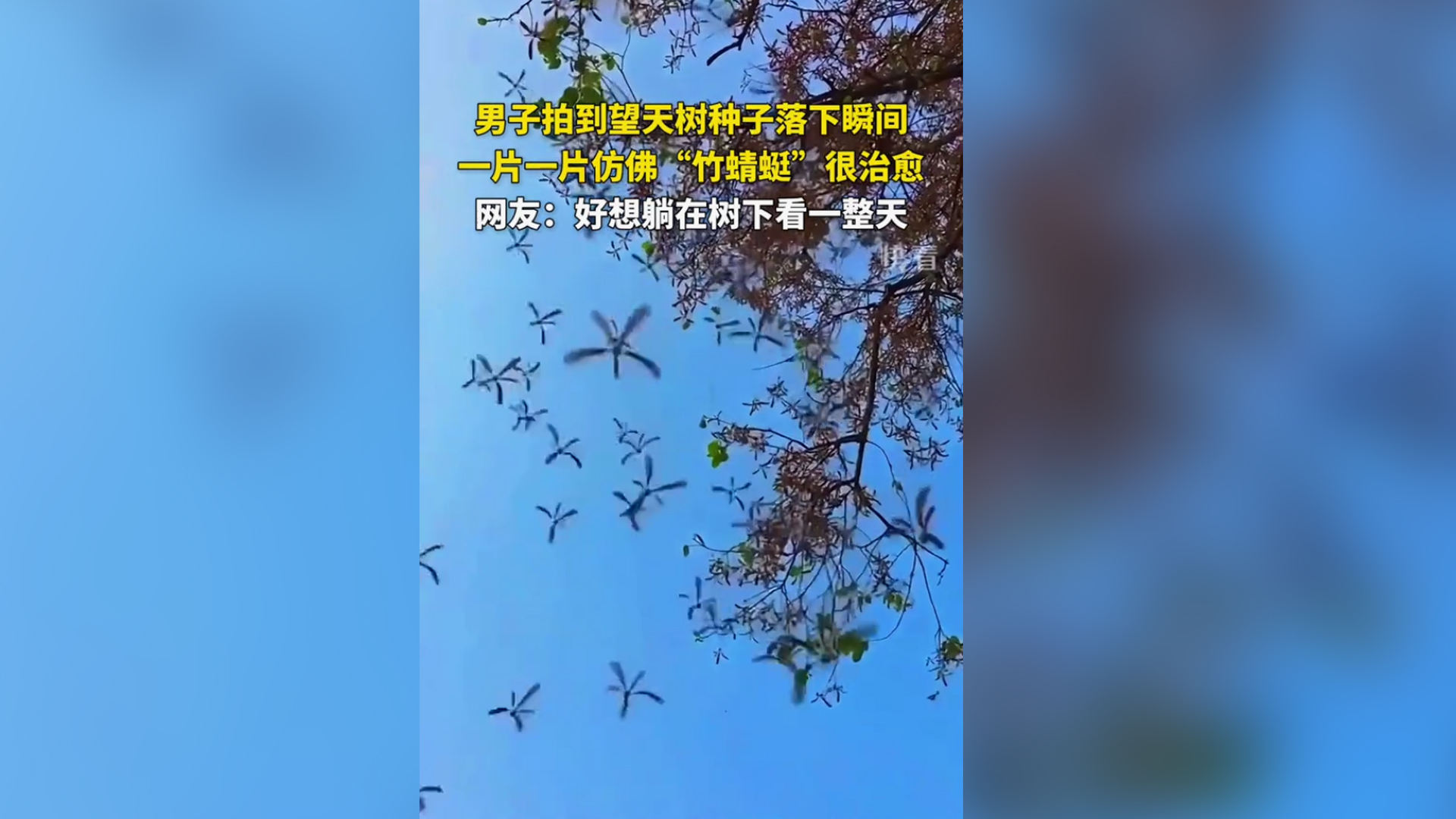 男子拍到望天樹種子落下瞬間 一片一片仿佛“竹蜻蜓”很治愈