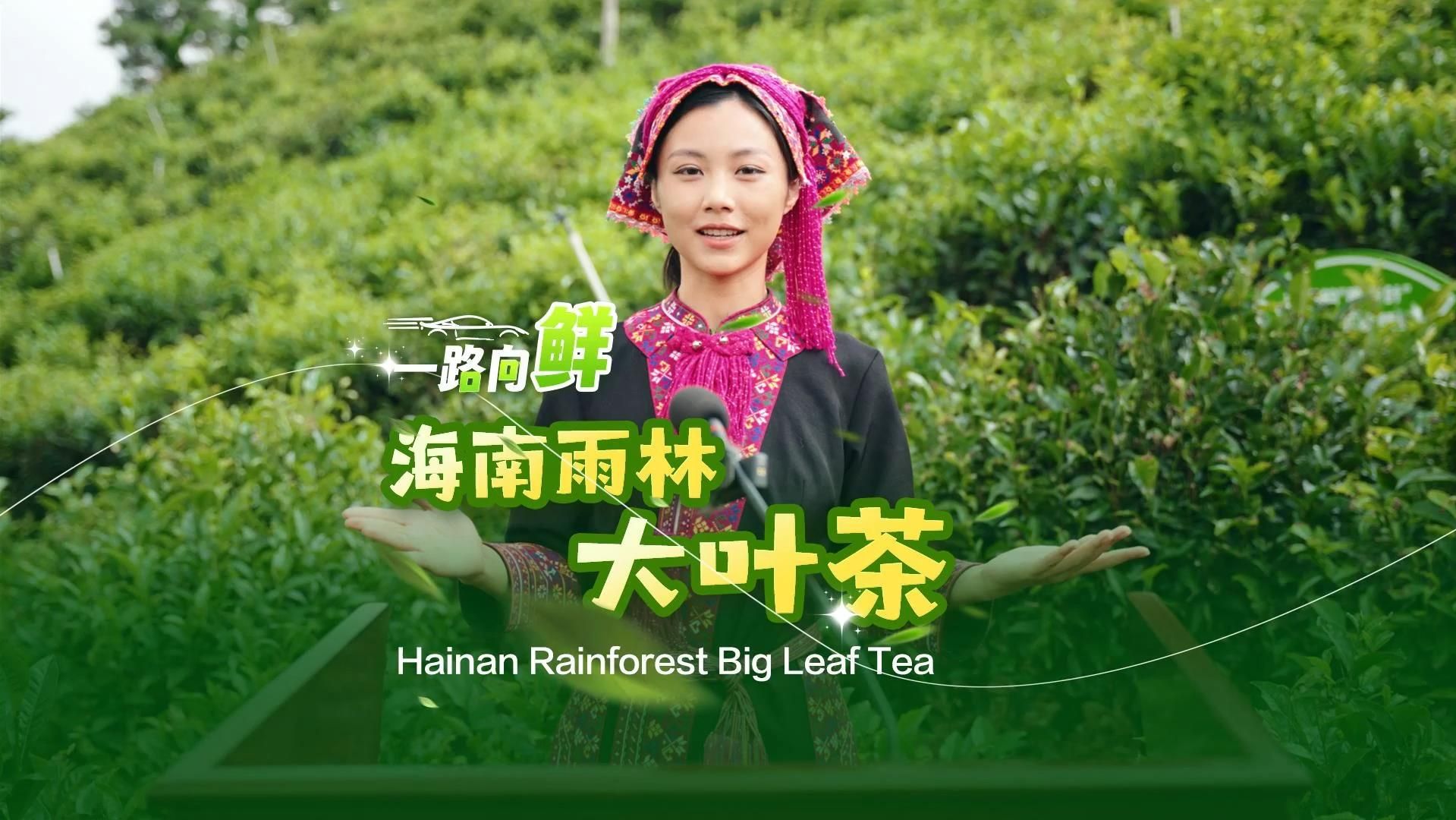 一路向“鲜”！用“英语＋苗话”打开海南雨林大叶茶