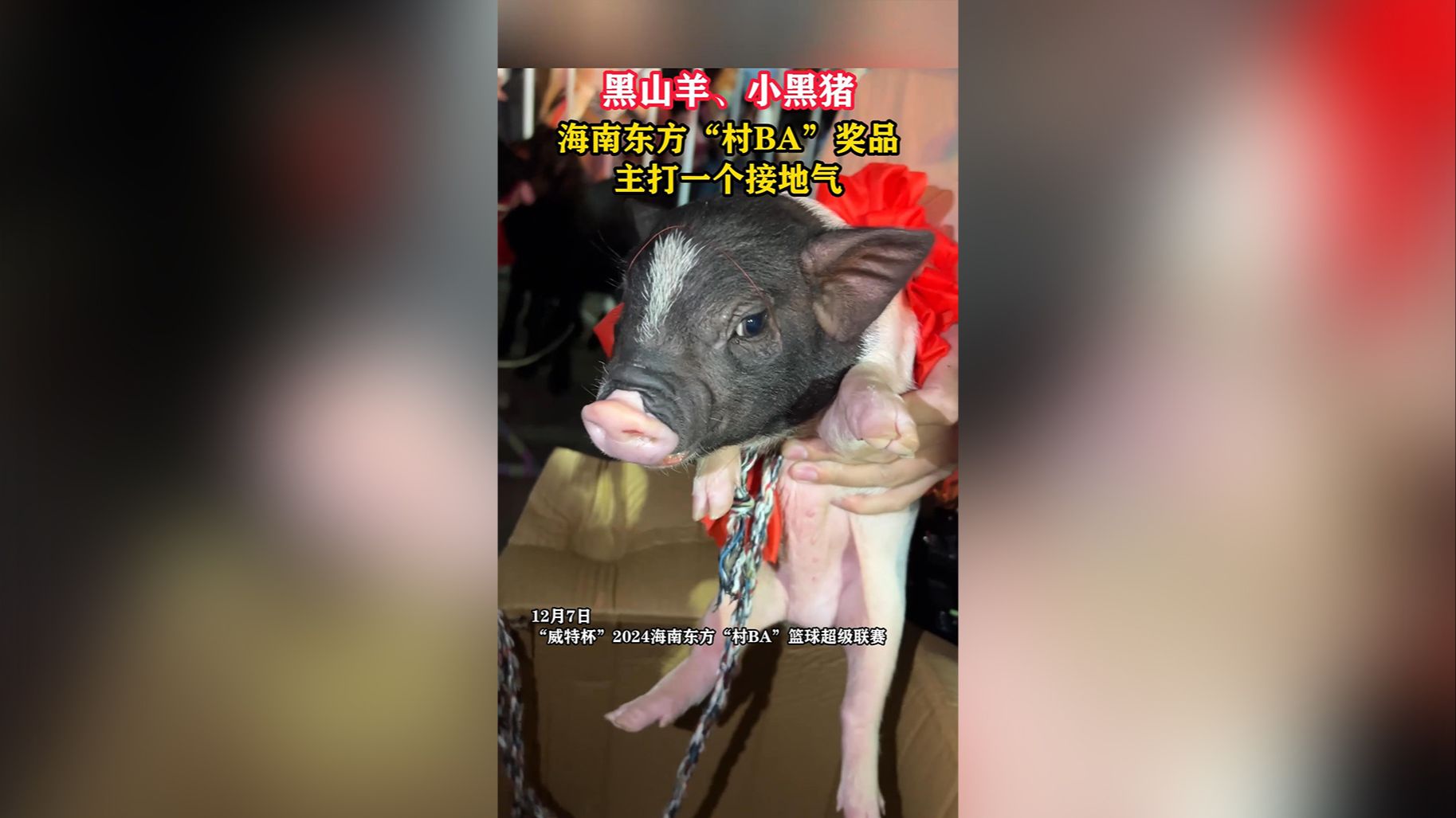 视频 | 小猪猪！小羊羊！海南东方“村BA”奖品主打一个接地气