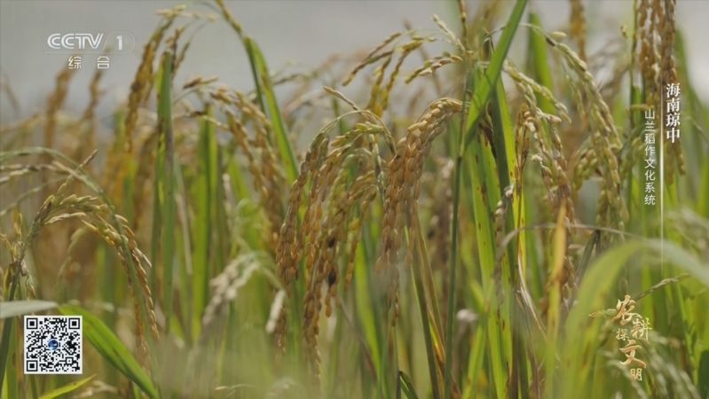 央视纪录片《农耕探文明》聚焦琼中山兰稻作文化系统（农耕文化景区）