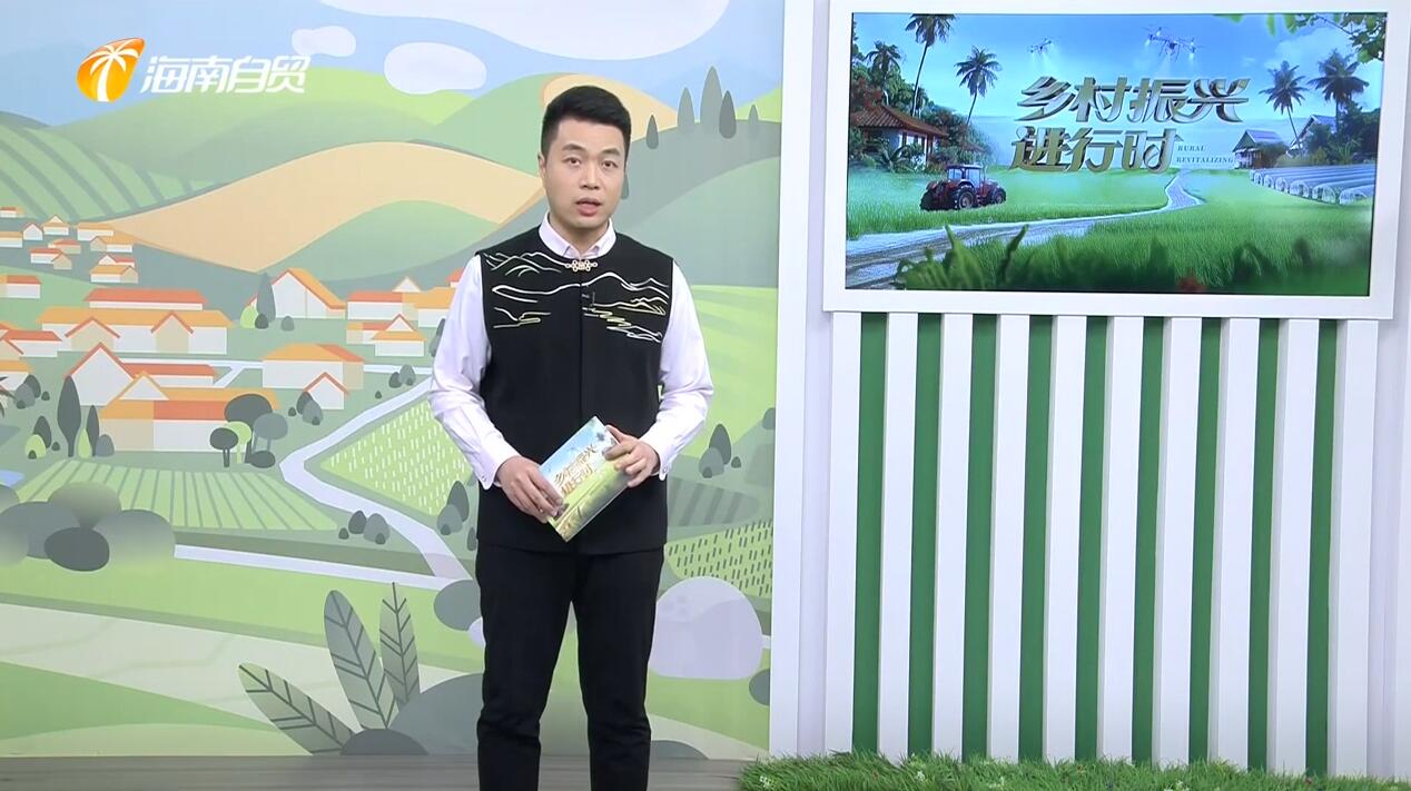 白沙：晚稻迎丰收