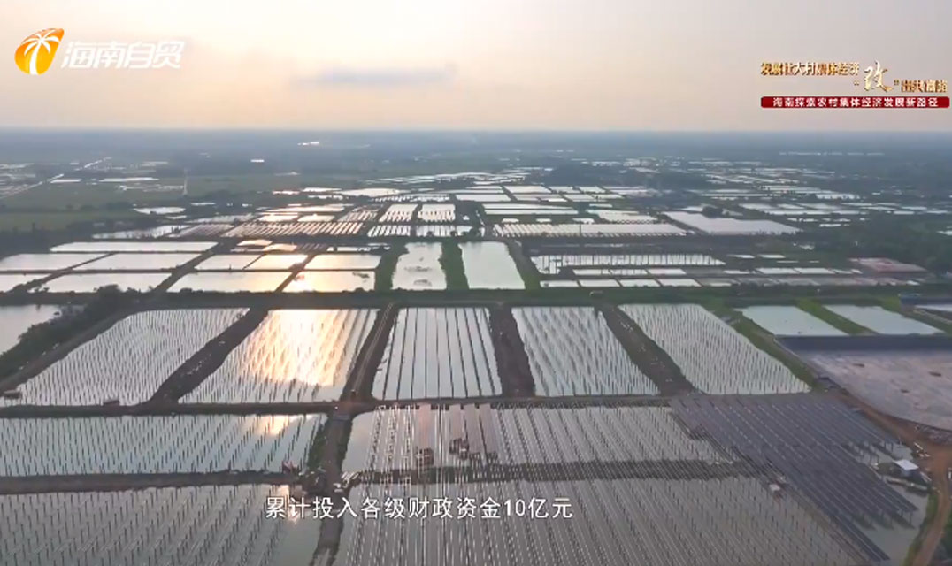 海口龙泉镇五一村：发展香芋产业壮大农村集体经济 让村民共同奔向富“芋”路