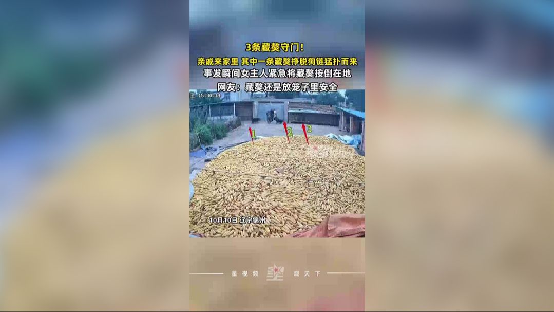 藏獒冲向客人被女主人拼命扑倒：宁愿咬了我自己