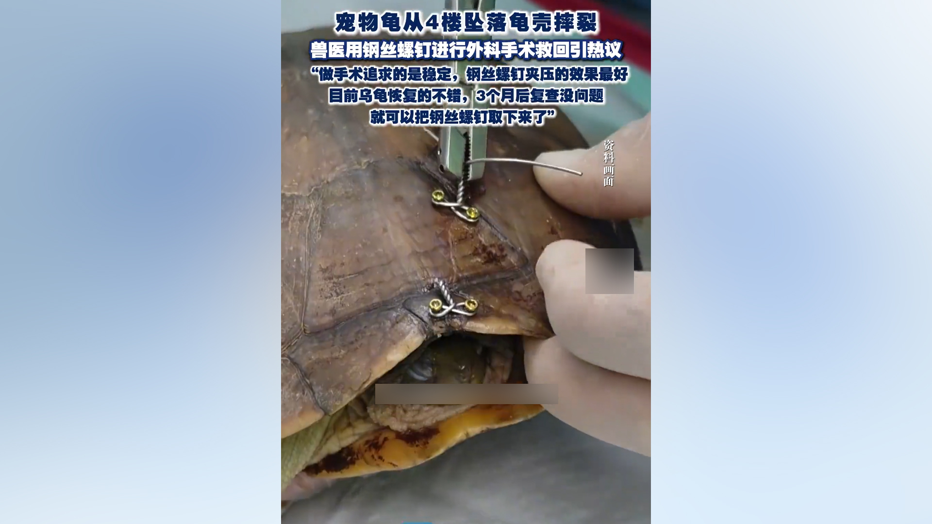 宠物龟从4楼坠落摔裂龟壳 兽医用钢丝螺钉将其救回
