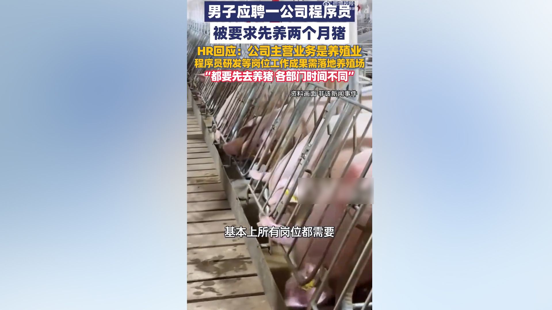 公司回应应聘程序员要求先养2月猪：所有岗位都要在入职前期接触养殖业务