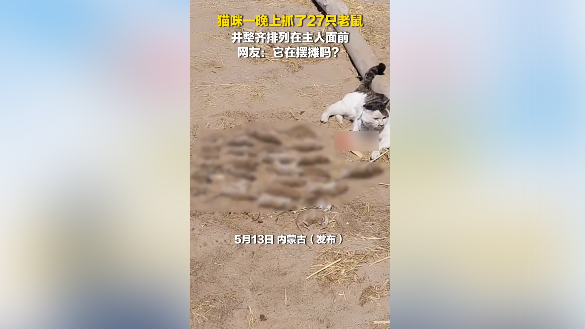 猫咪一晚抓获27只老鼠 整齐摆放在地上向主人&ldquo;邀功&rdquo;